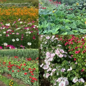 Kesäkukkia ja hyötykasveja neljässä eri kuvaruudussa